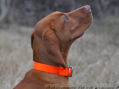 Biothane Crystal Halsband 40cm x 19mm, Signalorange