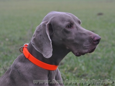 Biothane Crystal Halsband 60cm x 25mm, Signalorange