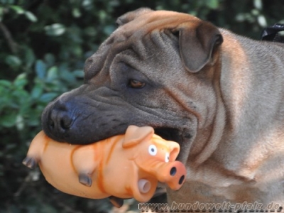 Borstenschwein 21cm mit Original-Tierstimme, Latex