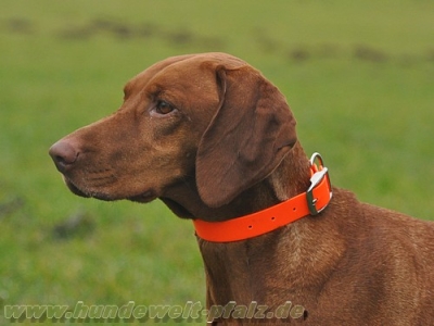 Biothane Crystal Halsband 50cm x 25mm, Signalorange