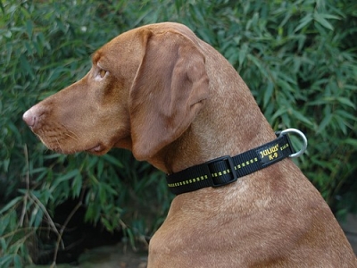 Julius K-9 Halsband 2,5cm schwarz/gelb