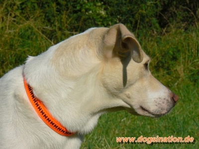 Halsband Safety Grip Vario Plus 20mm, "M"