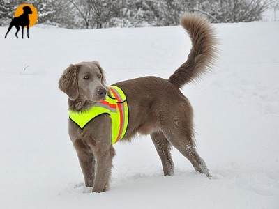 Hundewarnweste Classic mit Rückenöffnung, Gr. 3, Signalgelb