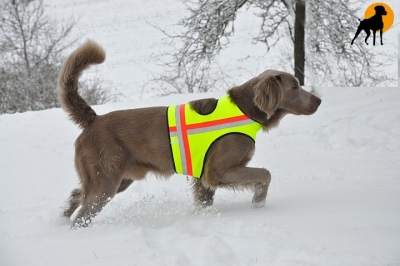 Hundewarnweste Classic mit Rückenöffnung, Gr. 3, Signalgelb