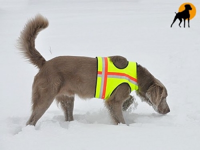 Hundewarnweste Classic mit Rückenöffnung, Gr. 3, Signalgelb