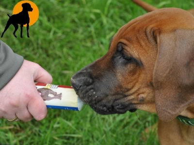 Premio Einweg-Tube Hunde-Lammcreme, 110g