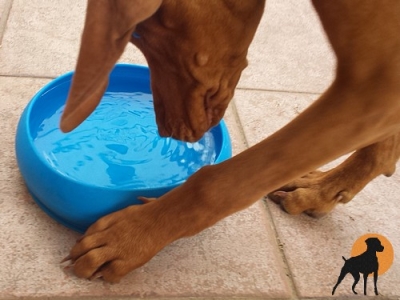 Paww Hundeschüssel / Frisbee ThrowBowl 1,5l