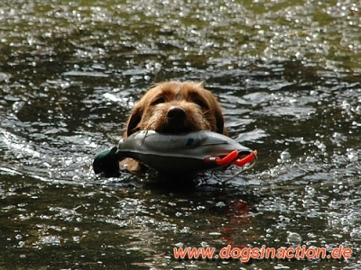 Dokken Deadfowl Trainer Stockente, groß