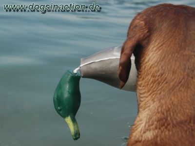 Dokken Deadfowl Trainer Stockente, groß