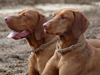 Preview: G2 Tauwerk Halsband Basic, rund geflochten, mit Zugstop, Sandrot