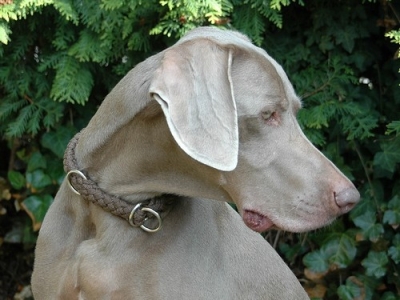 Preview: G2 Tauwerk Halsband Basic, rund geflochten, mit Zugstop, Mocca