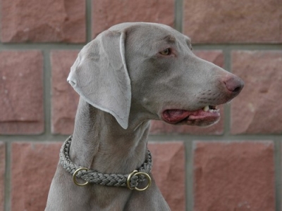 Preview: G2 Tauwerk Halsband Basic, rund geflochten, mit Zugstop, Rehgrau