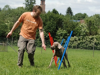 Dog Activity Agility Slalom Stangen (12 Stück)