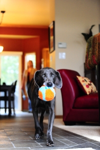 Chuckit! Indoor Ball 12cm