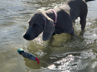 Dokken's Puppy Mallard Stockente, ca. 100g