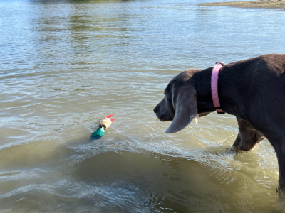 Dokken's Puppy Mallard Stockente, ca. 100g