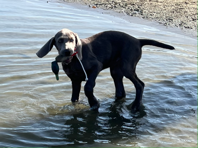 Dokken's Puppy Mallard Stockente, ca. 100g