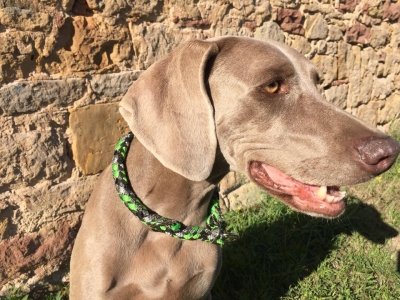 G2 Tauwerk Halsband Basic, rund geflochten, mit Zugstop, Green Flash