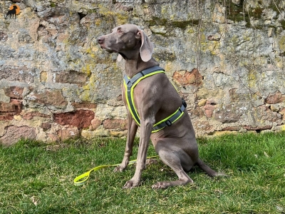 annyX Suchhund-Geschirr, leuchtgelb/grau