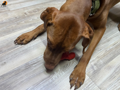 Preview: Nylabone Power Chew Lobster – für extreme Kauer (S & XL)