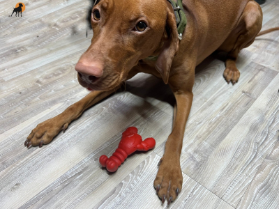 Preview: Nylabone Power Chew Lobster – für extreme Kauer (S & XL)