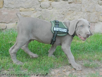 Equest 4 Dogs Premium Logo-Geschirr, Größe S, versch. Farben