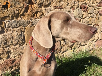 Preview: G2 Tauwerk Halsband Basic, rund geflochten, mit Zugstop, Sunrise