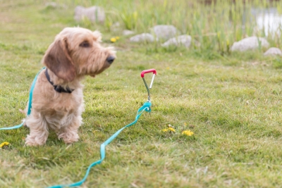 Preview: Anlegepflock 40cm x 9mm, verchromt, Griff PVC-überzogen