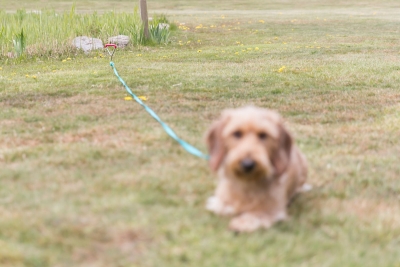 Preview: Anlegepflock 40cm x 9mm, verchromt, Griff PVC-überzogen