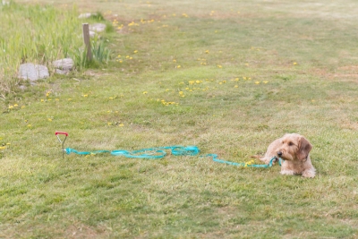 Preview: Anlegepflock 40cm x 9mm, verchromt, Griff PVC-überzogen