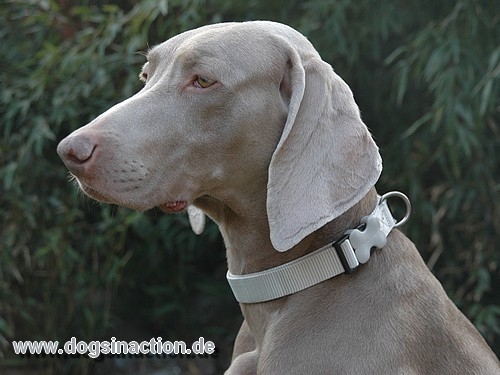 Red Dingo Halsband 25mm, 40-60cm, versch. Farben