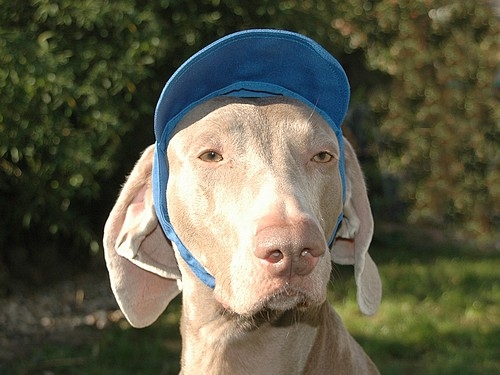 Hundecappy Blau