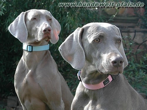 Hunter Halsband Vario Plus, Gr. S, versch. Farben