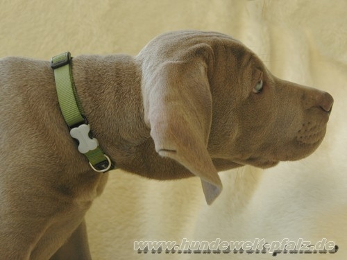 Red Dingo Halsband 12mm, grün