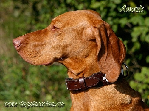 Hunter Lederhalsband Swiss, 47cm