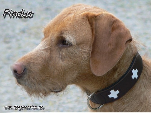 Hunter Lederhalsband Swiss, 55cm
