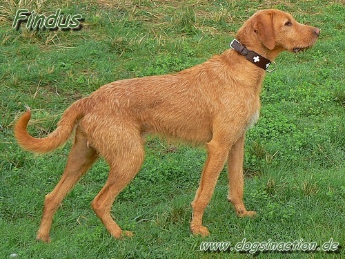 Hunter Lederhalsband Swiss, 55cm
