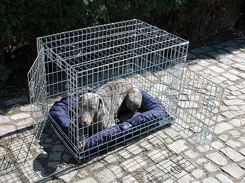 Transportkäfig, klappbar, 109 × 79 × 71cm