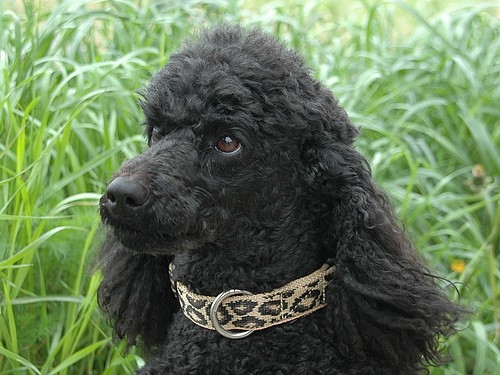 SUCHtrupp Halsband Leo, 30-40cm Halsumfang
