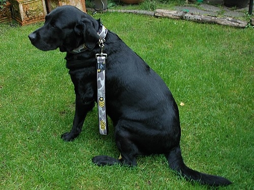 Kurzführer Rogz4Dogs Special Agent XXL