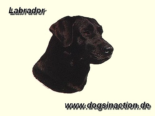 Aufkleber Labrador, schwarz