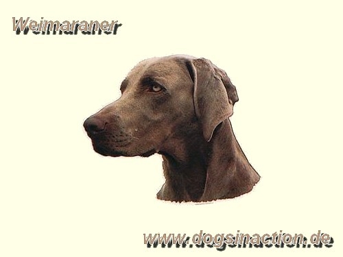 Aufkleber Weimaraner Kurzhaar 1