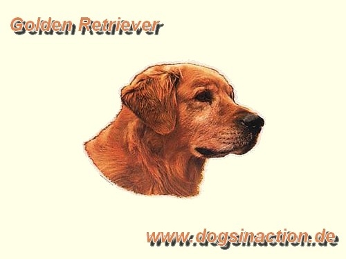 Aufkleber Golden Retriever 1