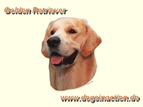 Aufkleber Golden Retriever 2
