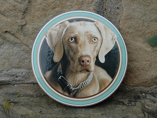 Getränkeuntersetzer Weimaraner