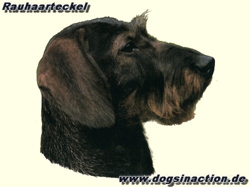 Aufkleber Teckel, Rauhaar