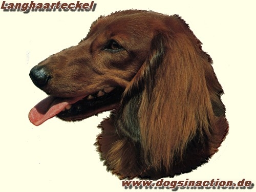 Aufkleber Teckel, Langhaar