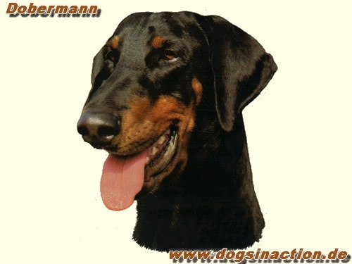 Aufkleber Dobermann 1, unkupiert