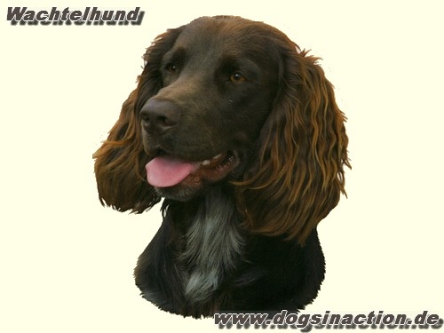Aufkleber Wachtelhund