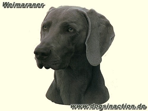 Mini-Aufkleber Weimaraner Kurzhaar